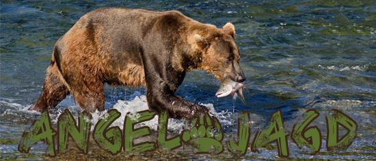baer