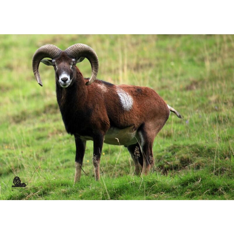 STRONGHOLD Animal Face - Sheep Ram - 42 x cm - , 0,74 €